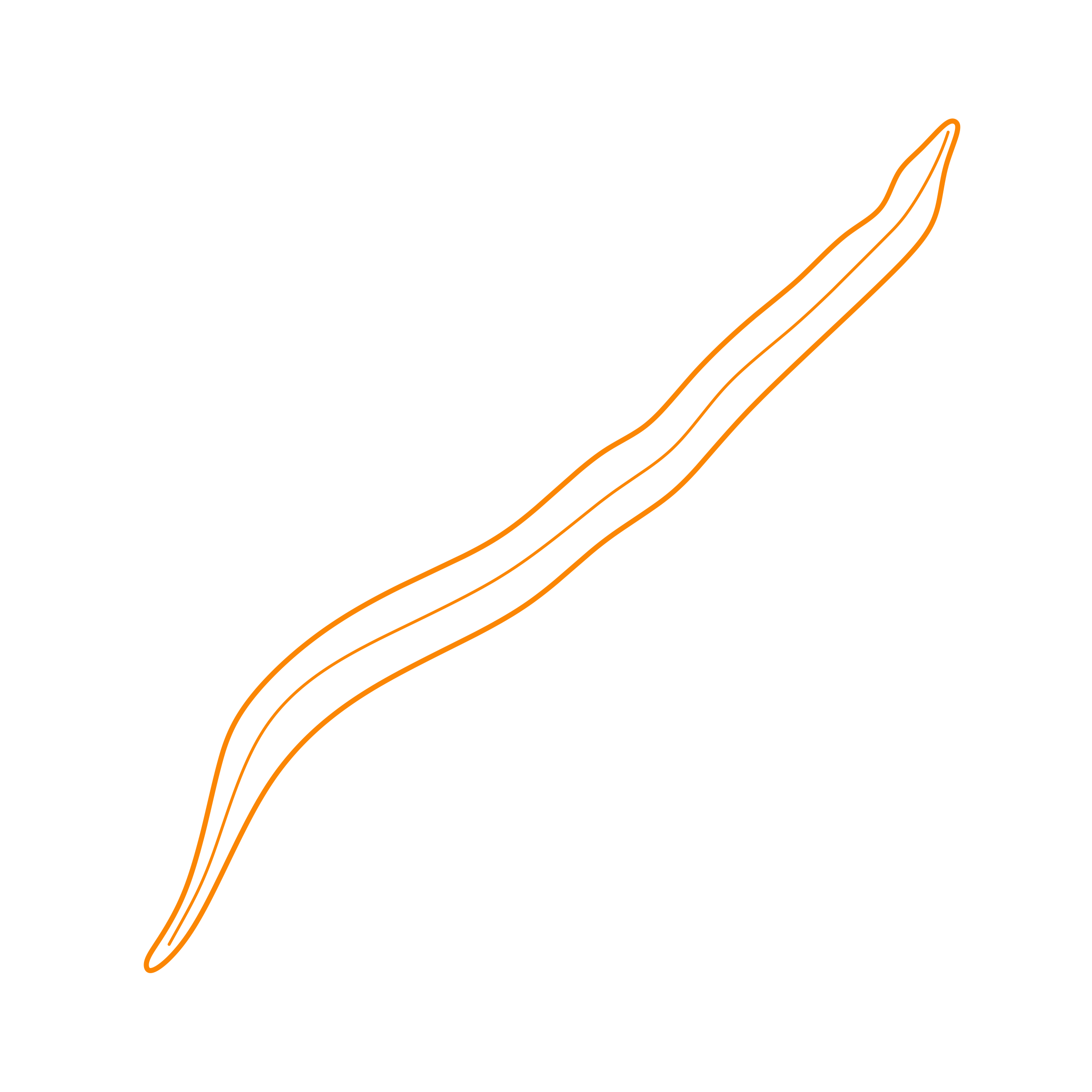 Animals Worms New Guinea Flatworm Tracing Svg Vector Free Vectors